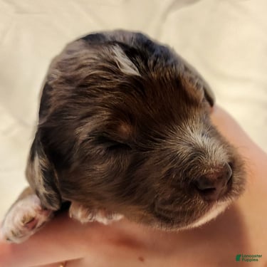 Mini Aussiedoodle dogs for sale: Diesel_Male Blue Merle with Red points and  White Accents - Ad 4