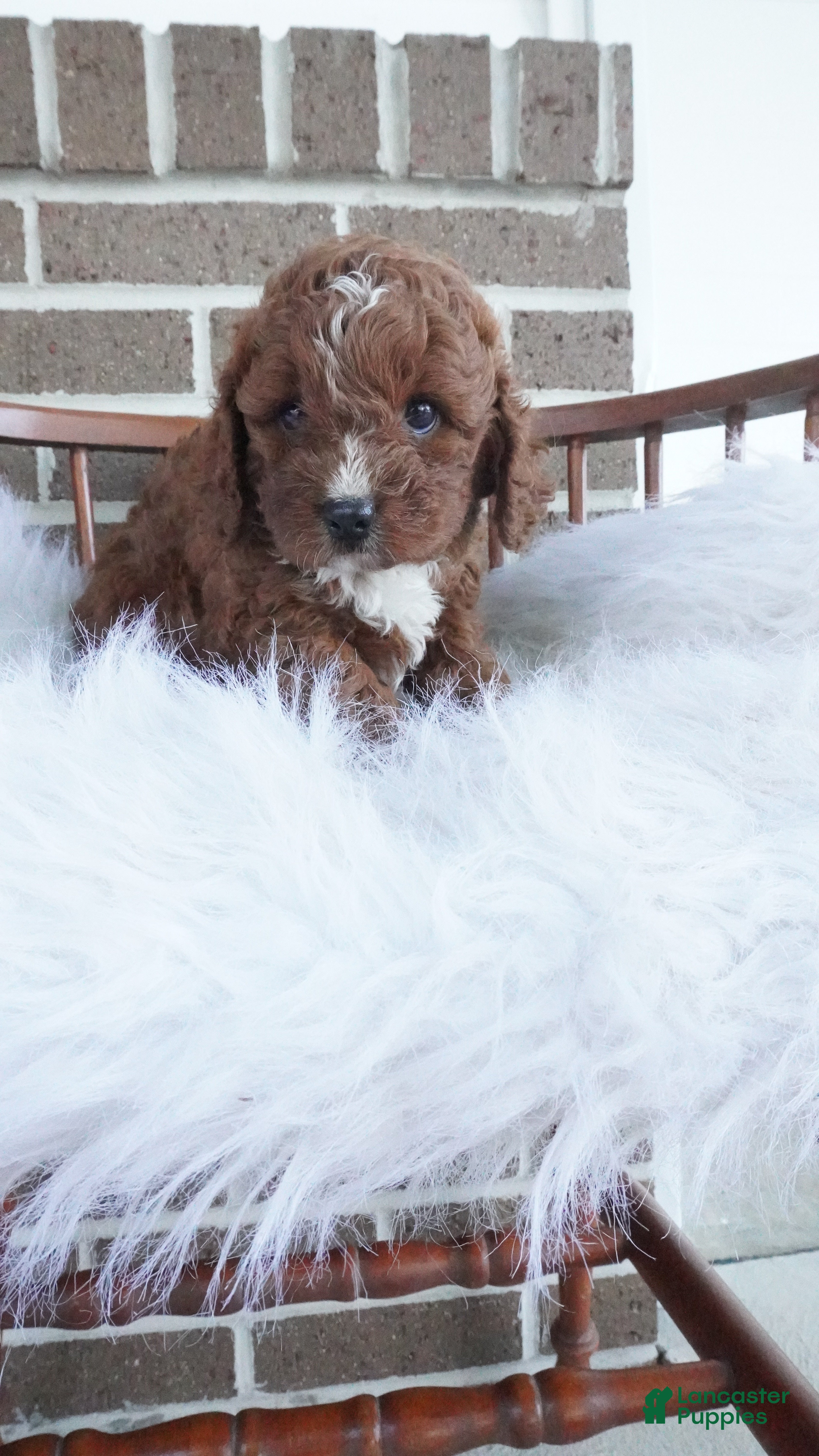 Cavapoo dogs Teddy  - Ad 2