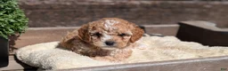 Cockapoo dogs for sale: Lando  - Ad 5