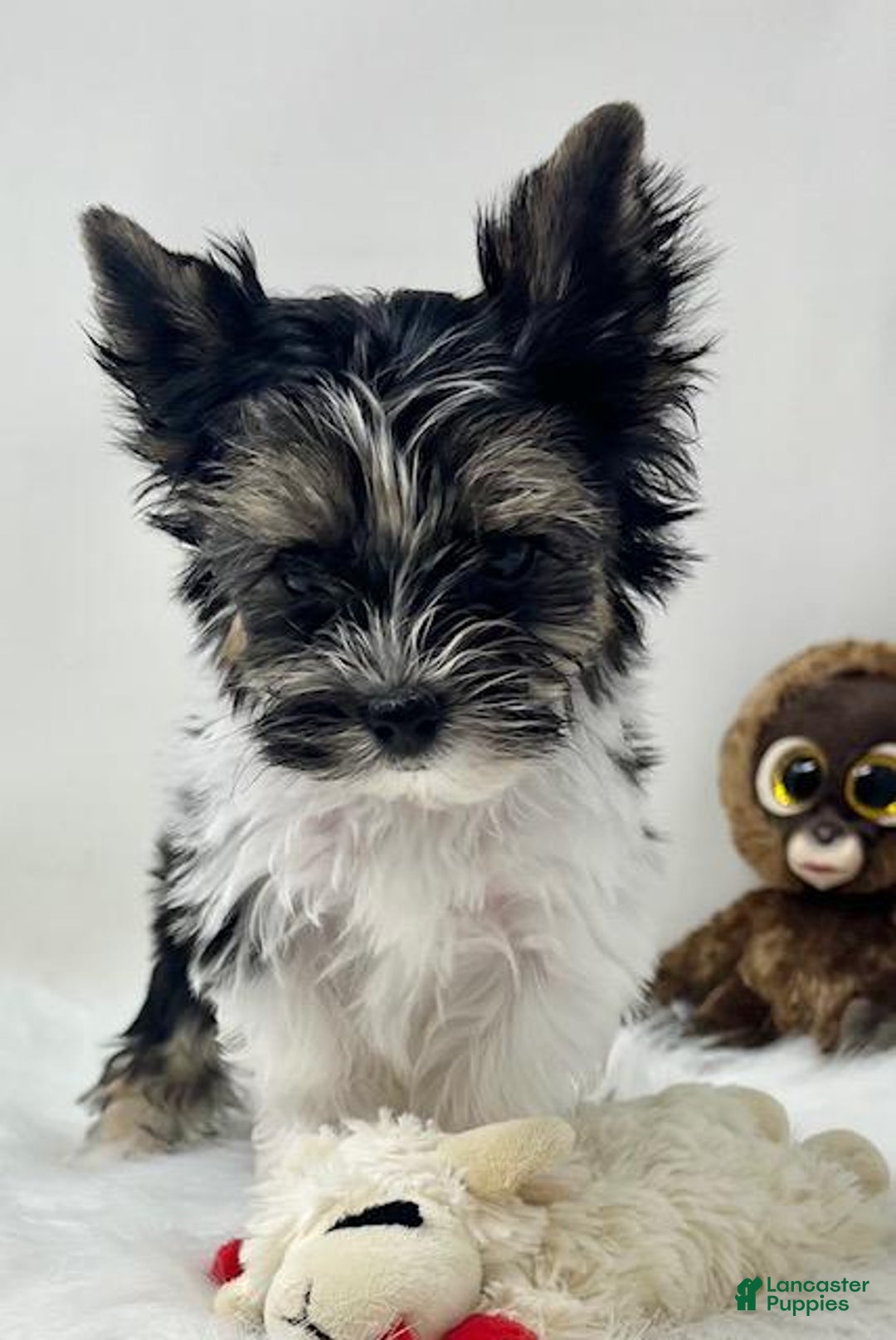 Biewer Terrier dogs for sale: Biewer Terrier Puppy 1 - Ad 1