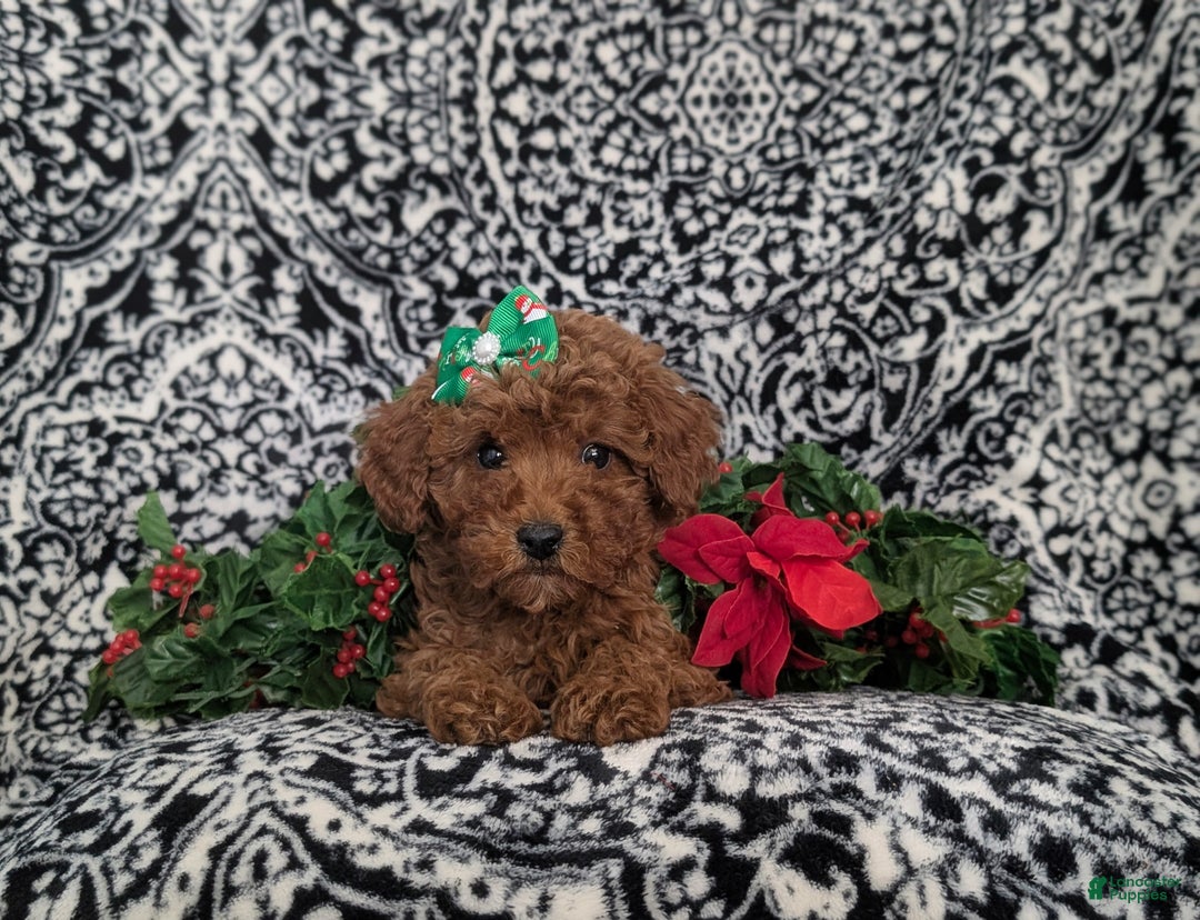 Miniature Poodle dogs for sale: Celeste Ready for Christmas - Ad 7