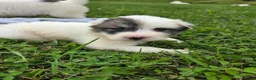 Great Pyrenees dogs for sale: Benjamin  - Ad 10