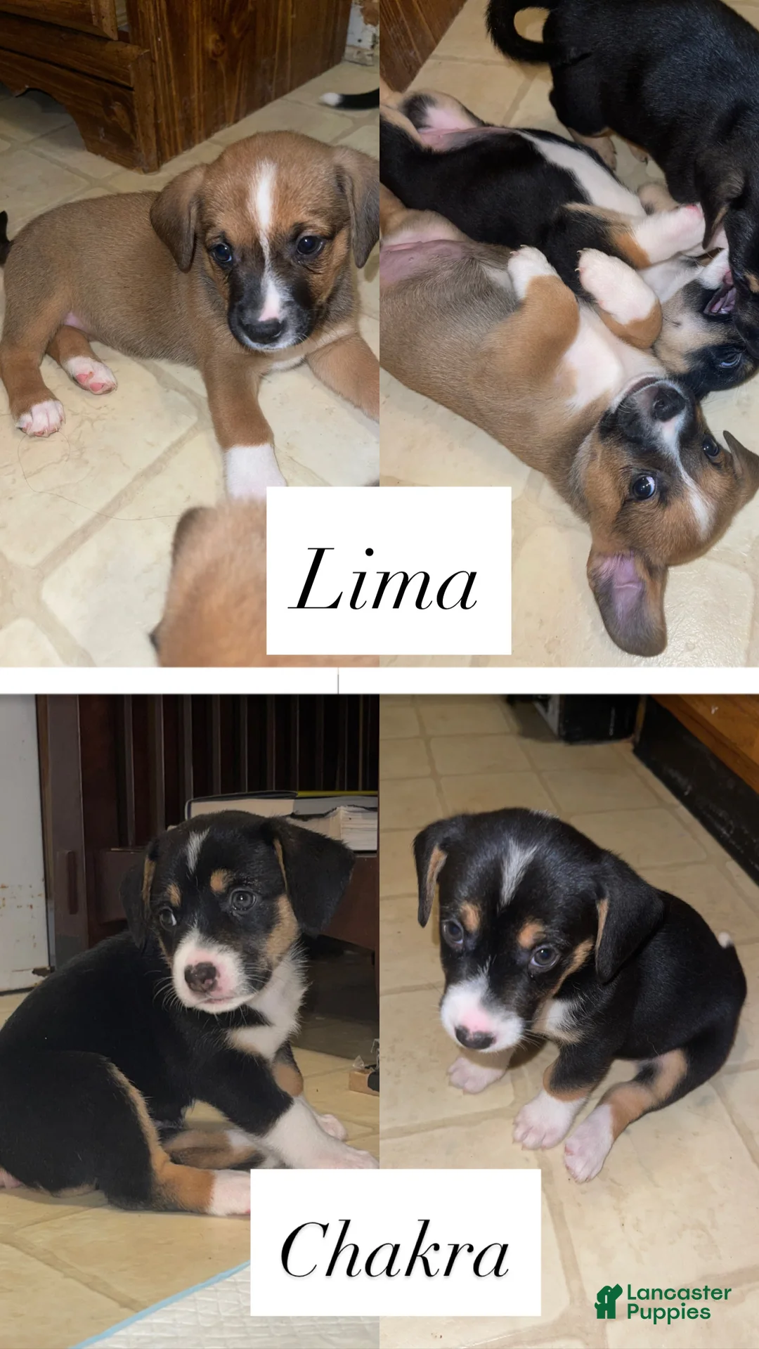 Mixed Breed dogs for sale: Frijoles - Ad 10