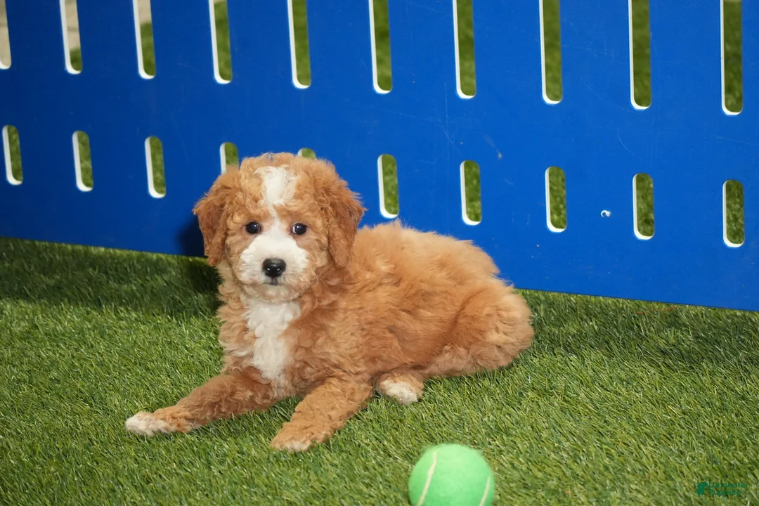 Goldendoodle dogs for sale: Dobby - Ad 1