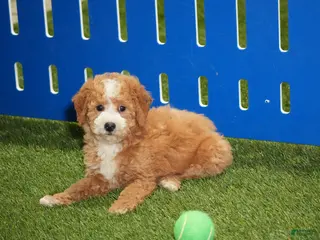 Goldendoodle dogs Dobby - Ad 12