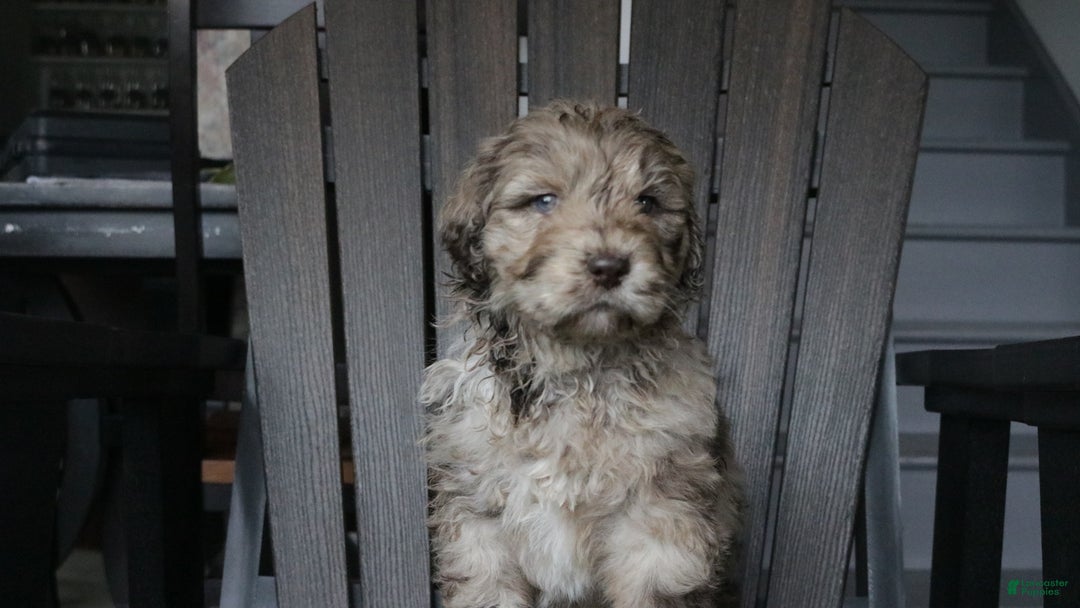 Newfypoo dogs for sale: Reni - Ad 10