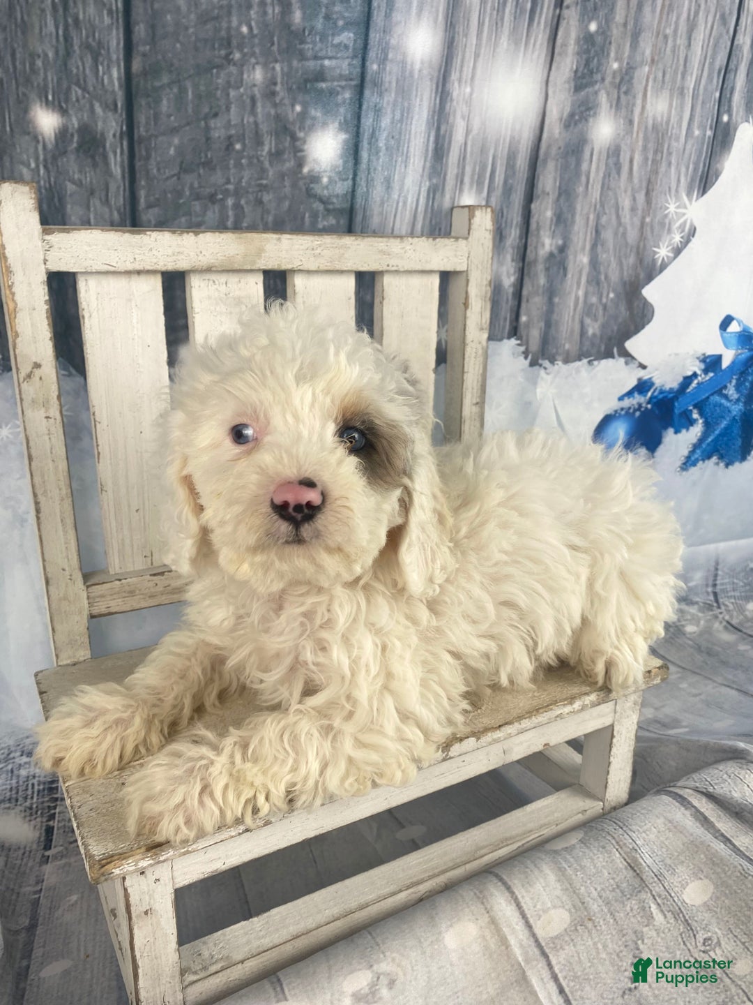 Cavapoo dogs for sale: Starry - Ad 6
