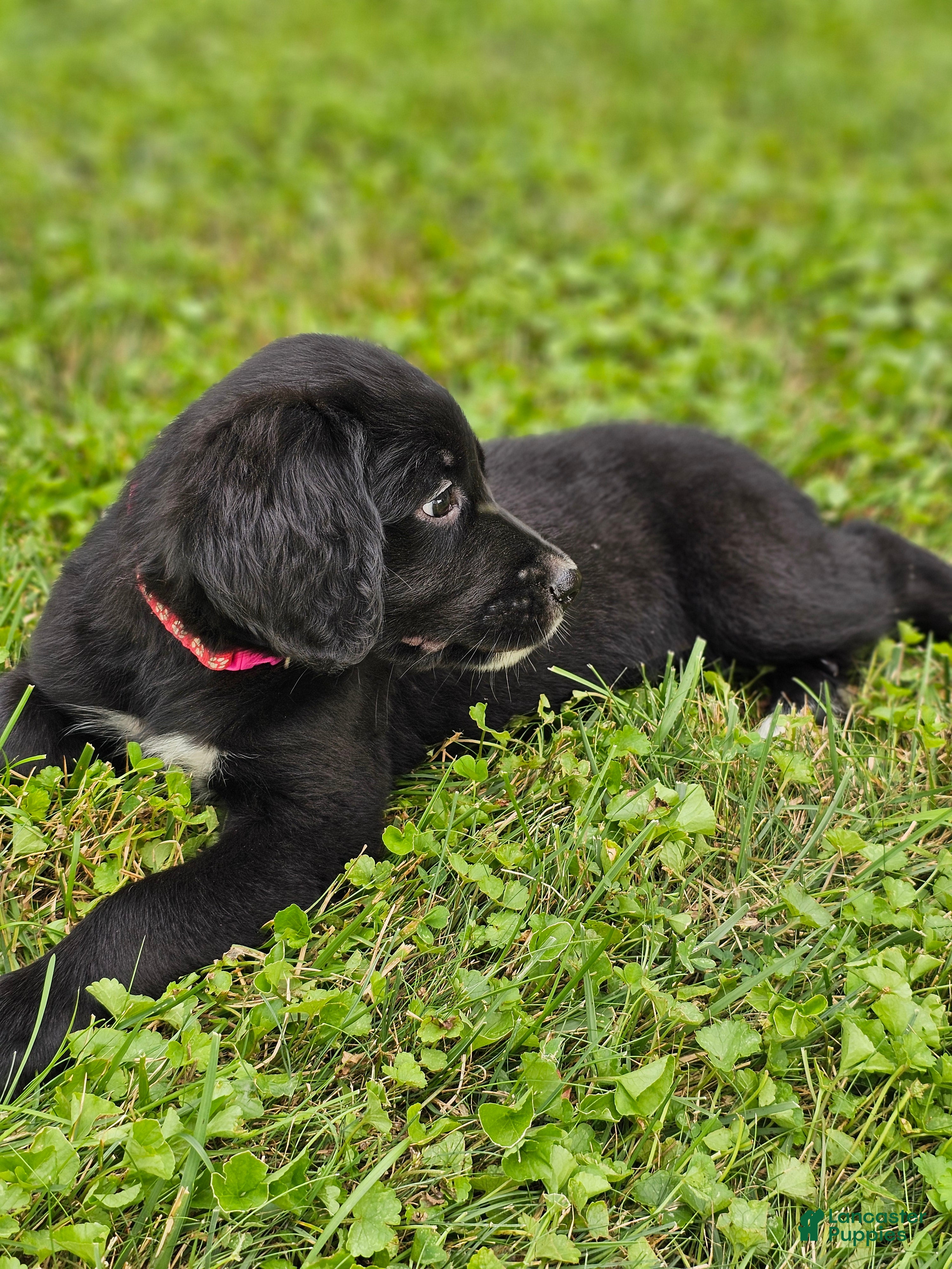 Mixed Breed dogs Daisy Golden Mountain Dog  - Ad 2