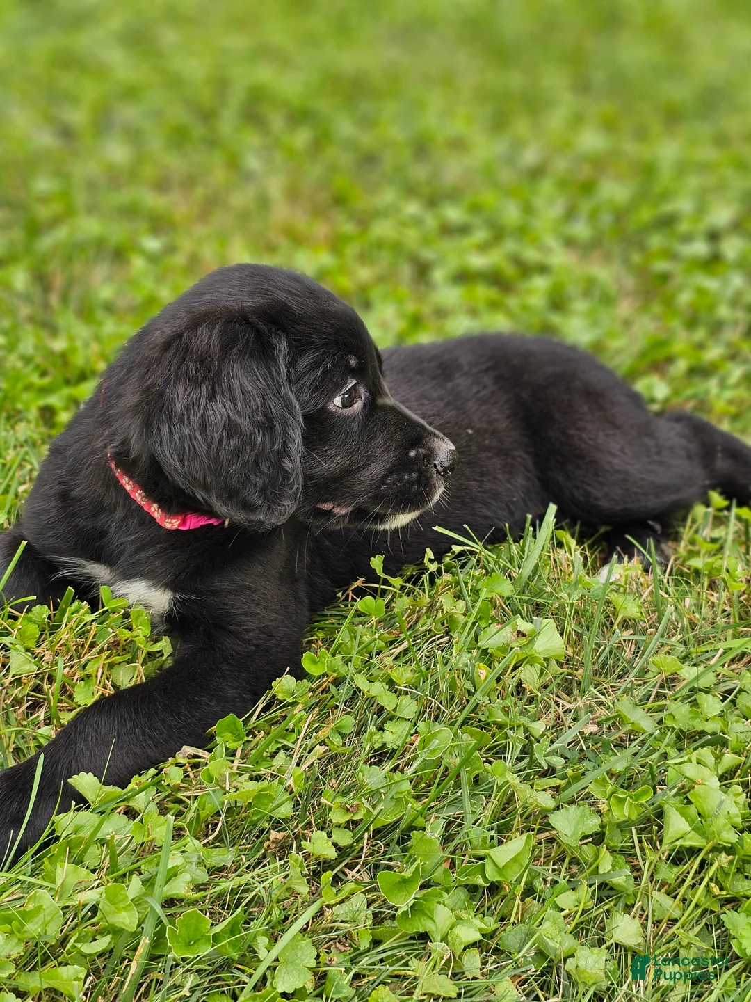 Mixed Breed dogs for sale: Daisy Golden Mountain Dog  - Ad 2