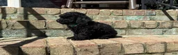 Miniature Poodle dogs for sale: Expresso - Ad 2