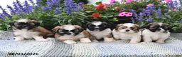 Shih Tzu dogs for sale: Toby - Ad 5