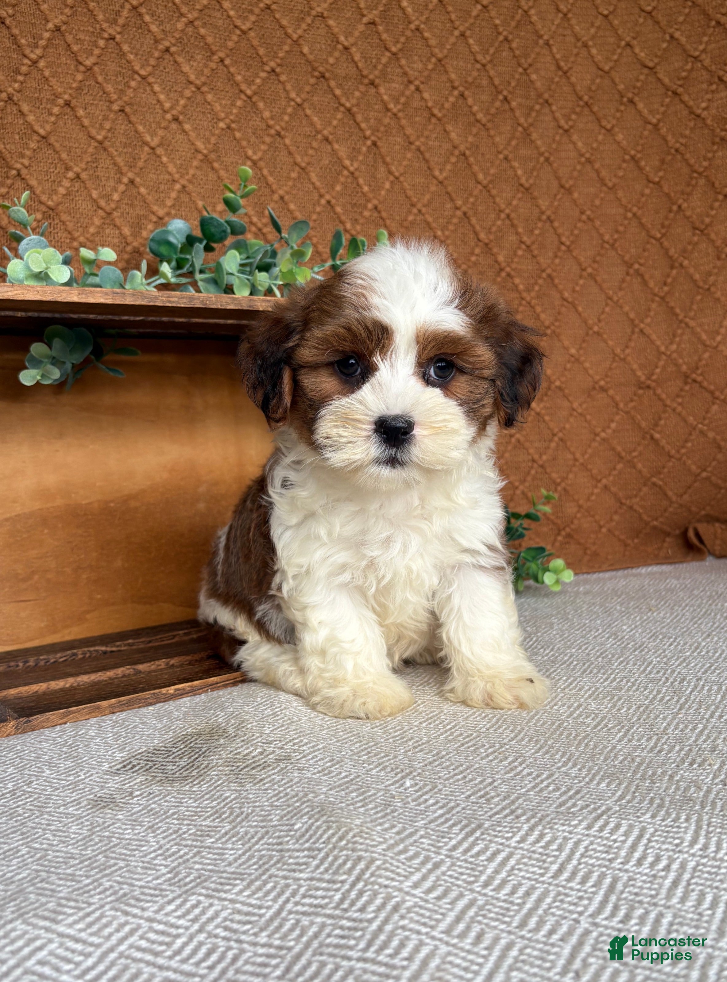 Havanese dogs Cocoa  - Ad 2