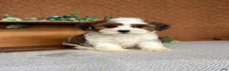 Havanese dogs for sale: Cocoa  - Ad 2