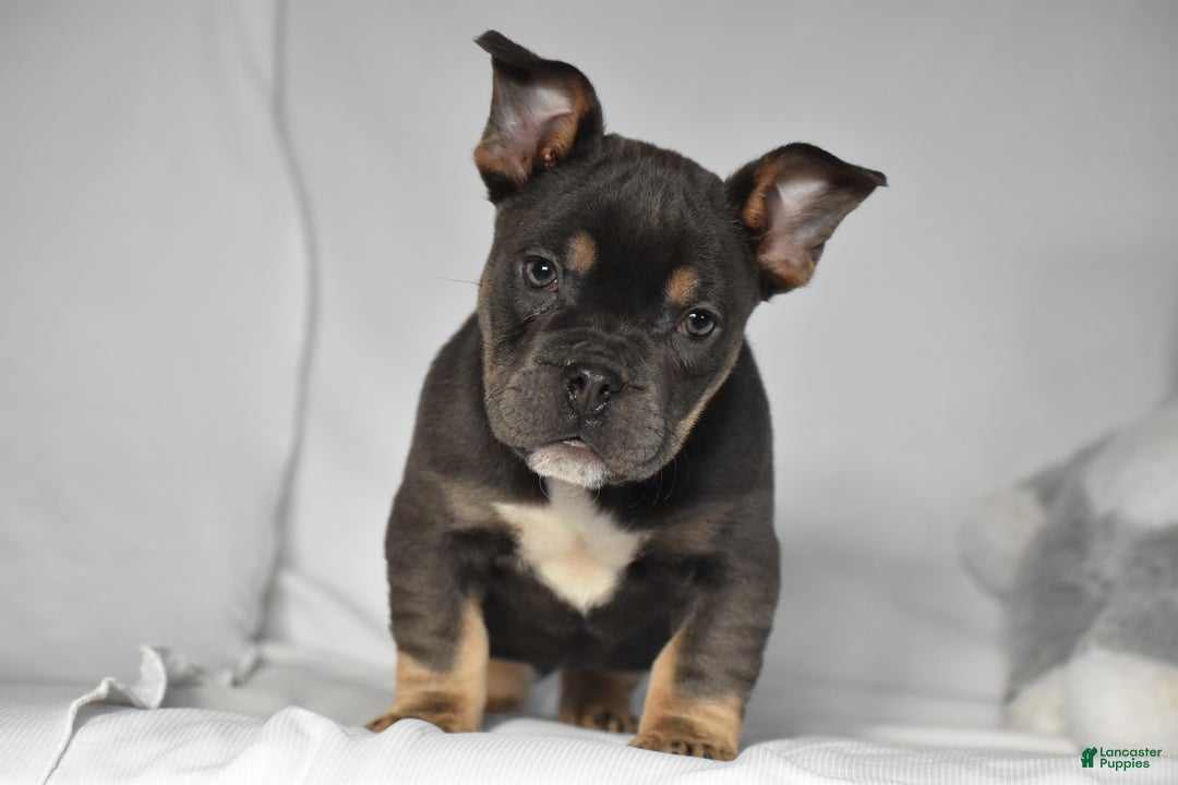 Mixed Breed dogs for sale: Chase - Ad 2