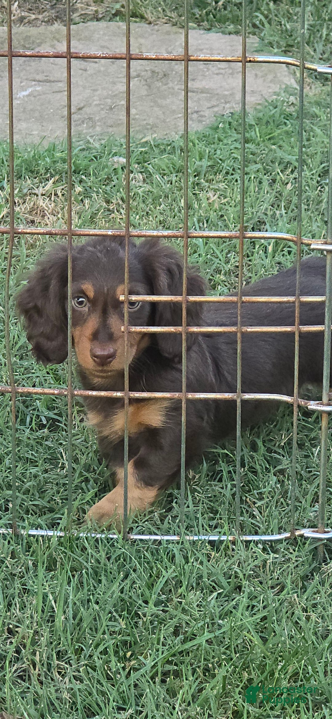 Miniature Dachshund dogs for sale: Stacy - Ad 6