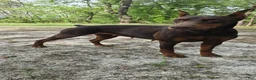 Doberman Pinscher dogs for sale: Copper - Ad 3