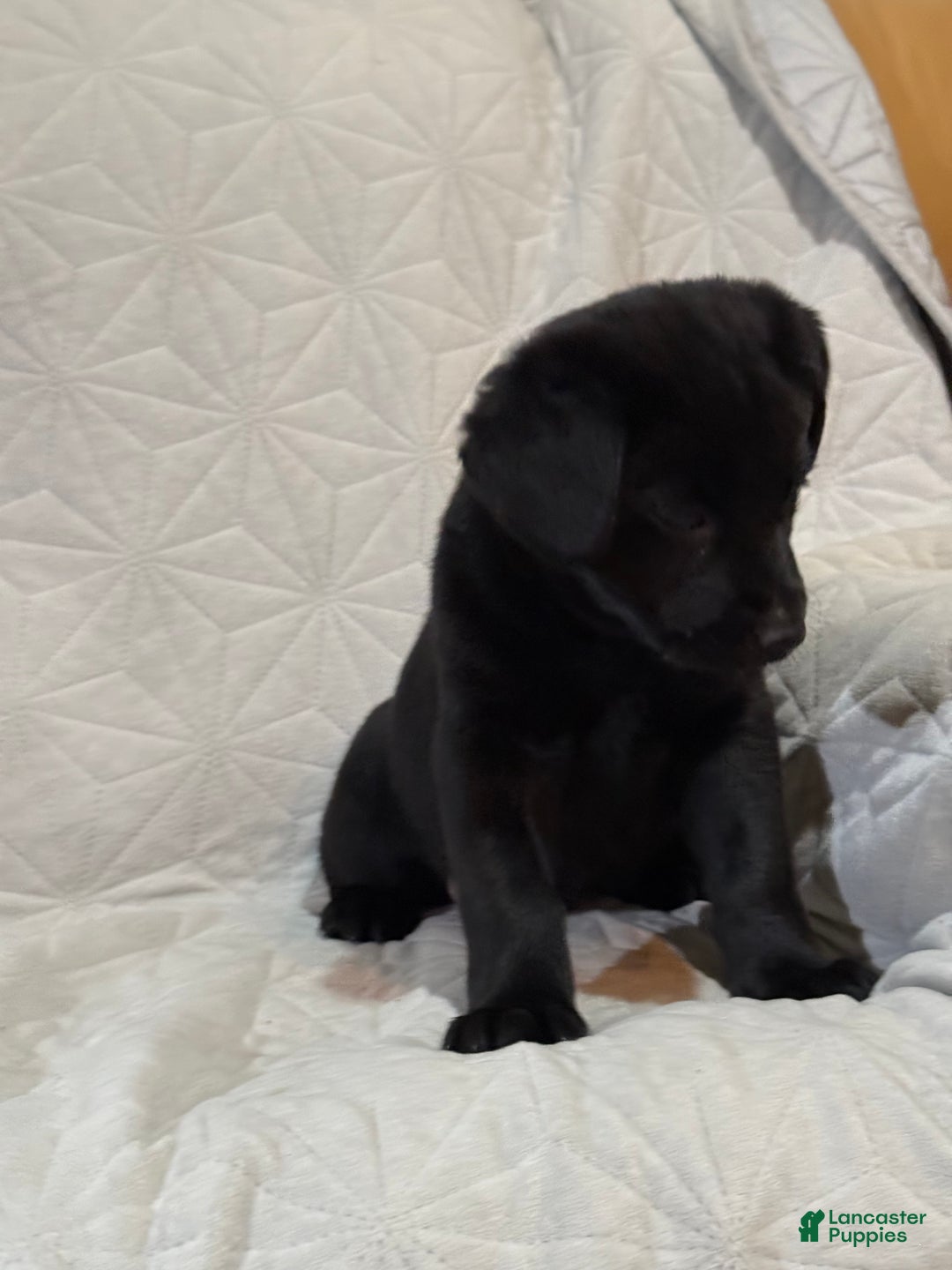 Mixed Breed dogs for sale: Mixed Breed Puppy 6 - Ad 2