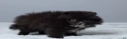Pomeranian dogs for sale: Lainy - Ad 4