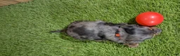 Miniature Dachshund dogs for sale: Darlie Boy 1 - Ad 4