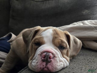 Olde English Bulldogge dogs HOGz - Ad 9