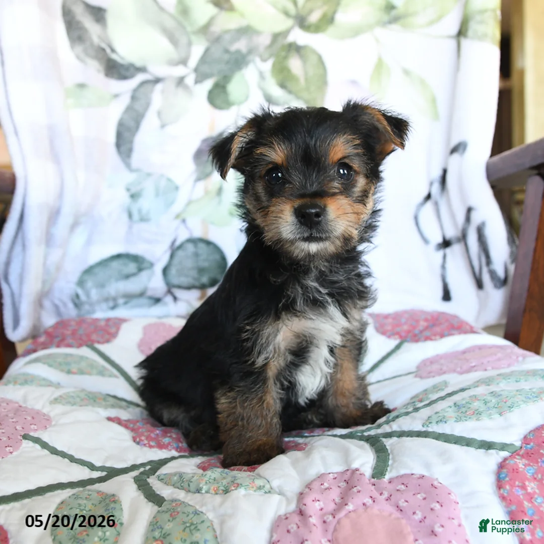 Yorkshire Terrier dogs for sale: Milo - Ad 2