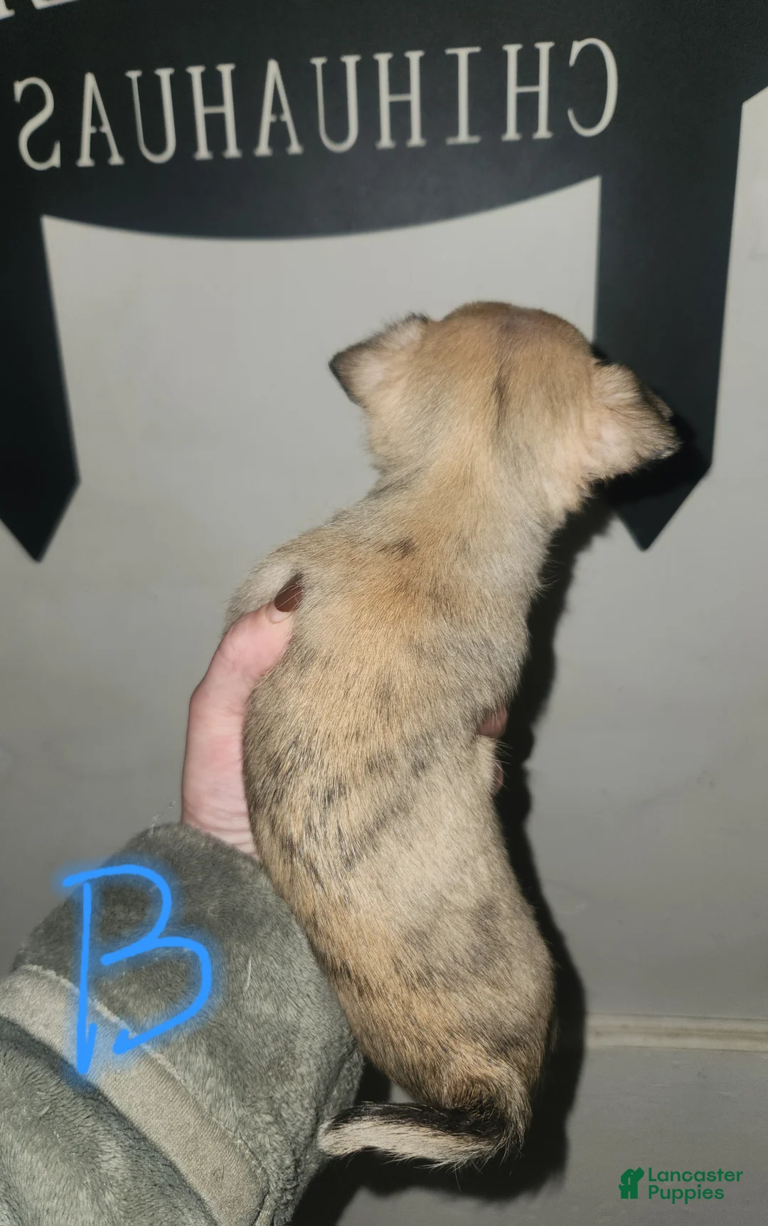 Chihuahua dogs for sale: Green - Ad 3