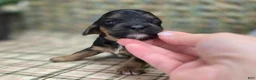 Cockapoo dogs for sale: Batty - Ad 37