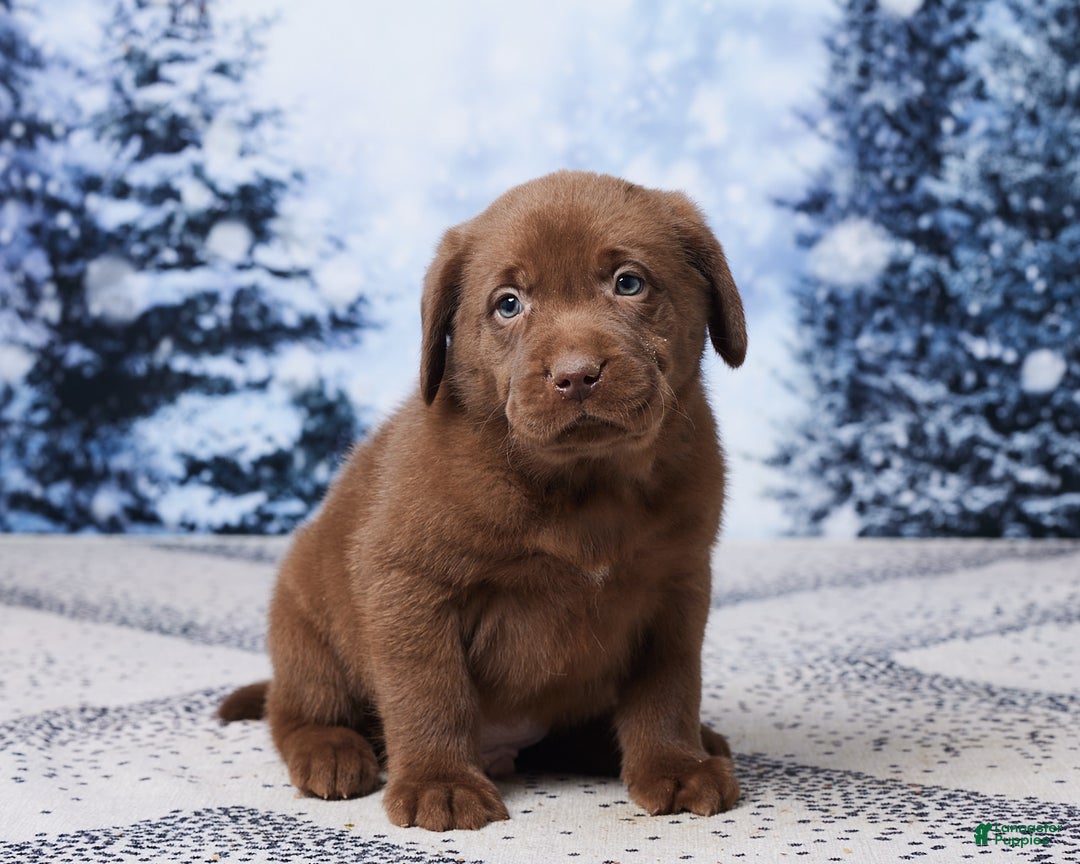 Labrador Retriever dogs for sale: Rocky - Ad 3