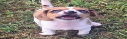 Beagle dogs for sale: CJ Queen Elizabeth Pocket Beagle  - Ad 2