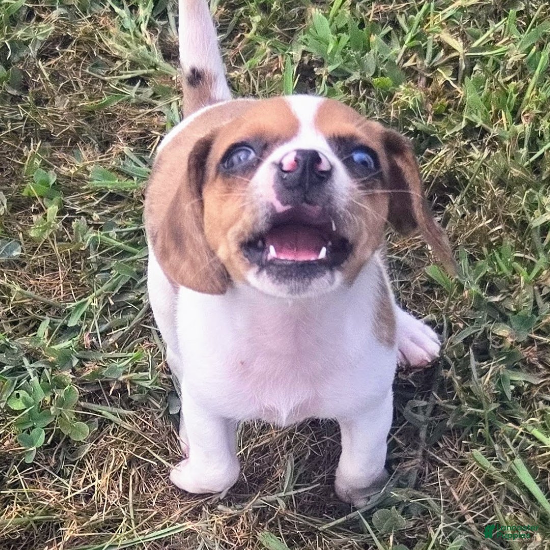 Beagle dogs for sale: CJ Queen Elizabeth Pocket Beagle  - Ad 2