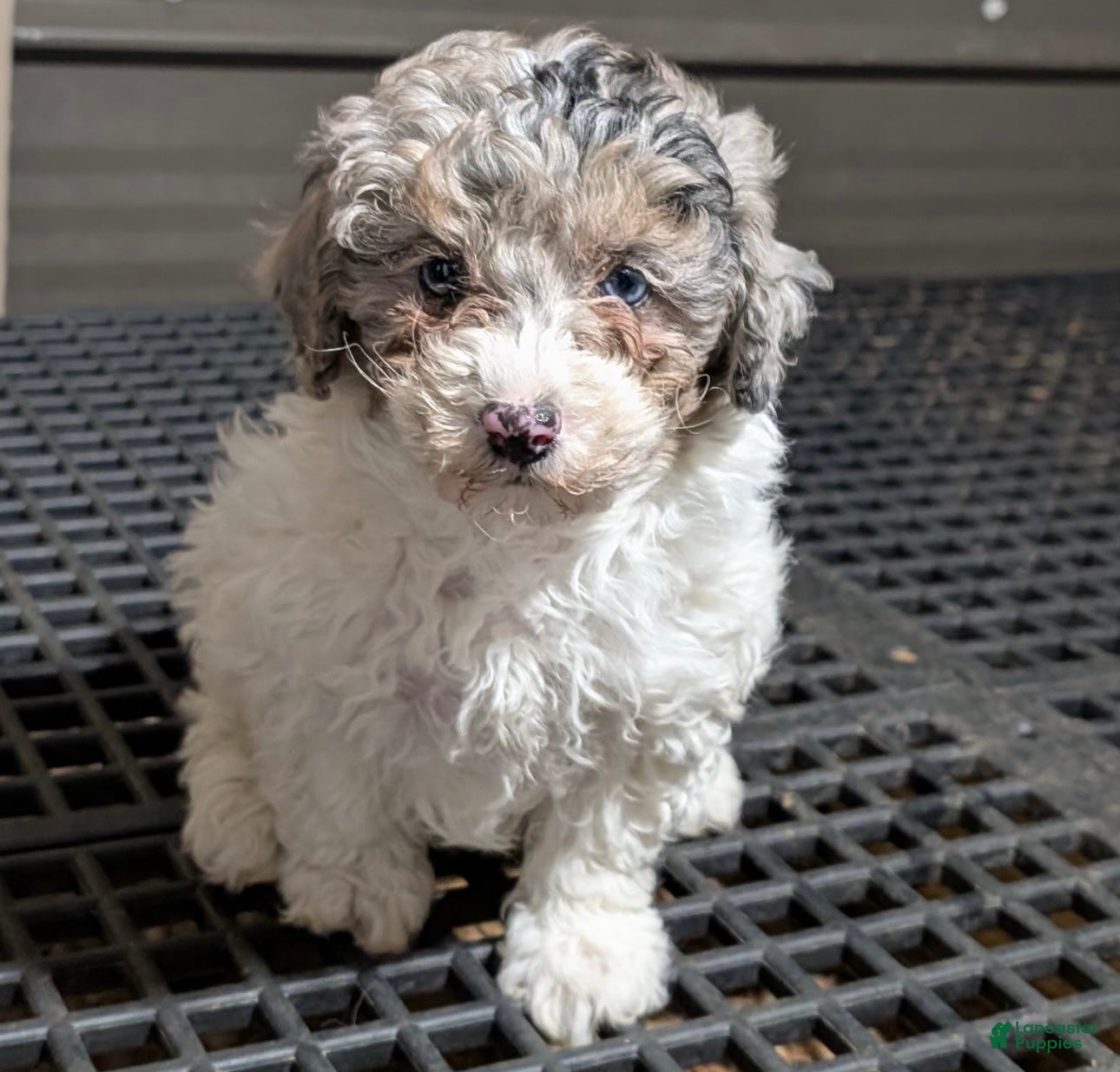Mini Sheepadoodle dogs Molly - Ad 18