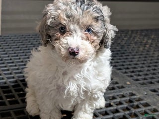 Mini Sheepadoodle dogs Molly - Ad 20