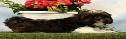 Shih Tzu dogs for sale: Liberty - Ad 4