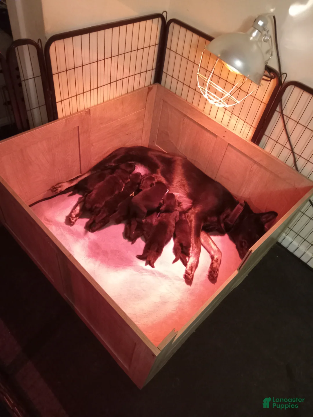 German Shepherd dogs for sale: German Shepherd 4 - Ad 1