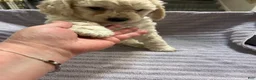 Goldendoodle dogs for sale: Rosie - Blue Female Goldendoodle  - Ad 3