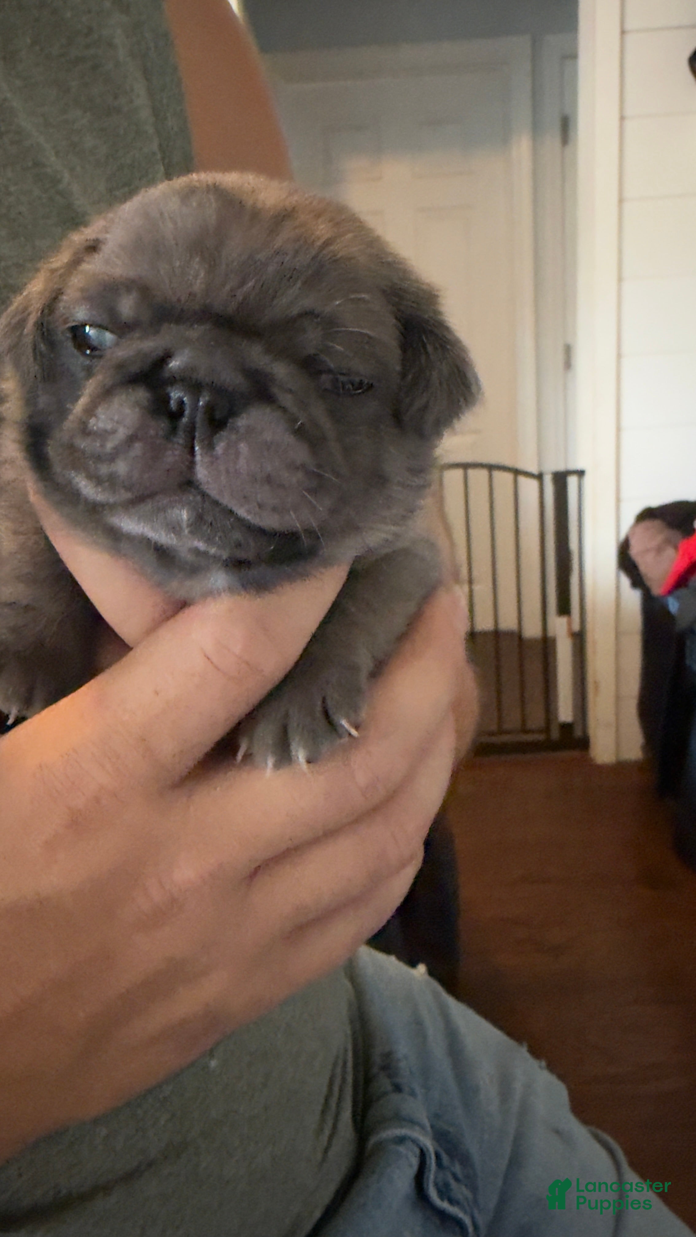 Pug dogs Cappuccino - Ad 1