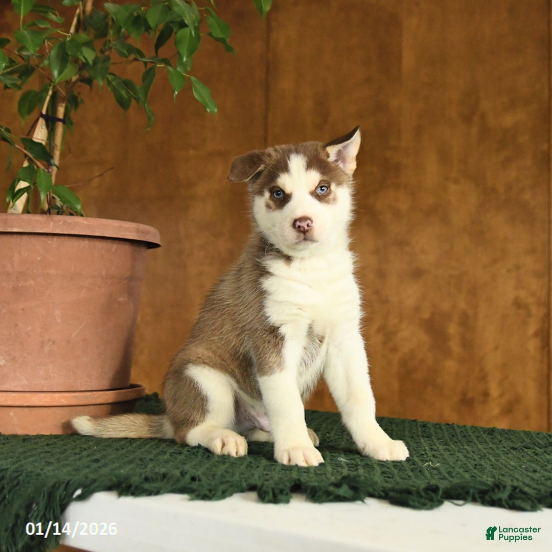 Siberian Husky dogs for sale: Blake - Ad 1