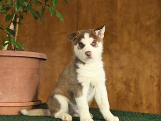 Siberian Husky dogs Blake - Ad 35