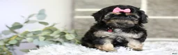 Maltipoo dogs for sale: Cove - Ad 7