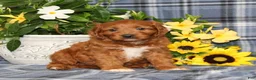 Cavapoo dogs for sale: BJ's Uncle - Ad 1