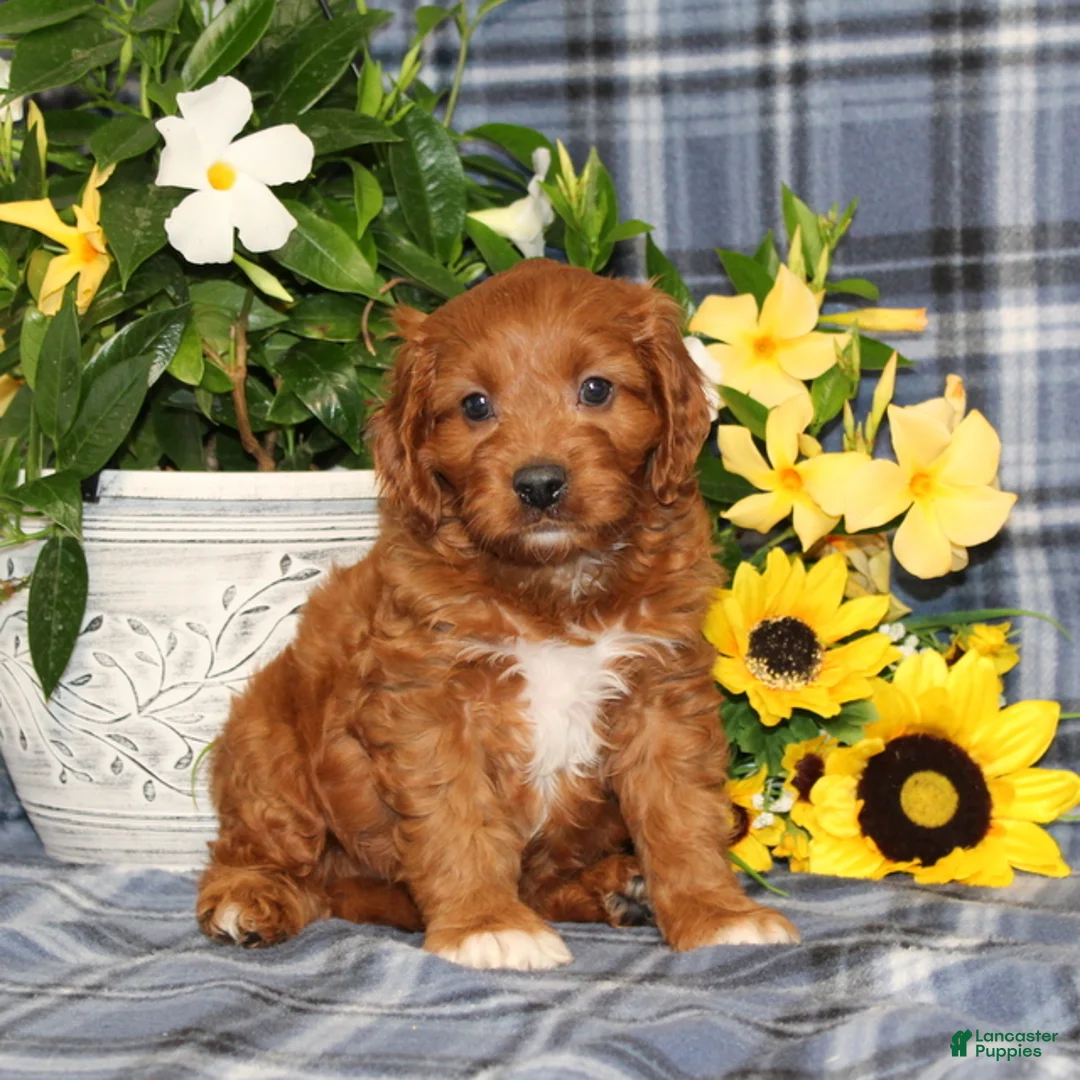 Cavapoo dogs for sale: BJ's Uncle - Ad 1