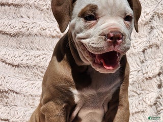 Olde English Bulldogge dogs - Ad 31