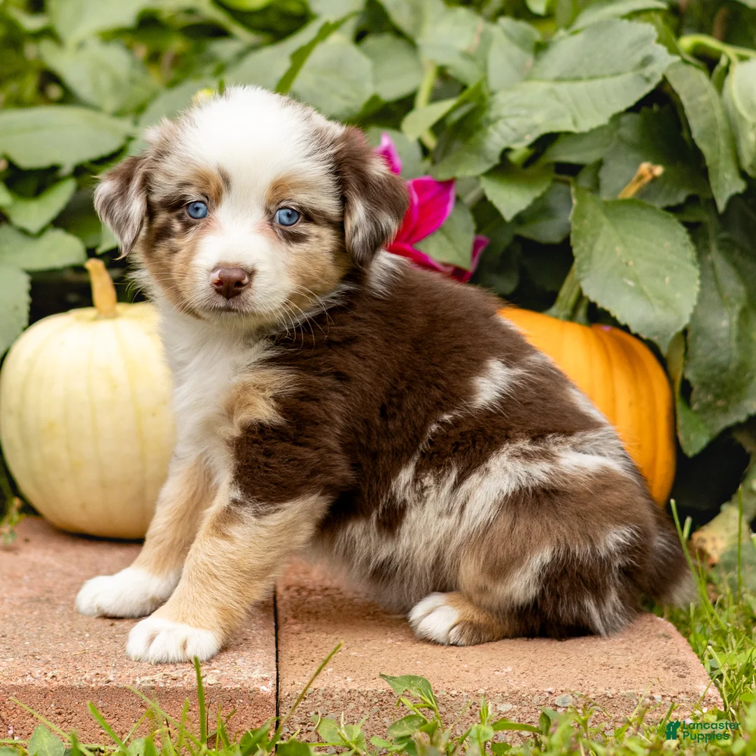 Miniature Australian Shepherd dogs for sale: Keith - Ad 2