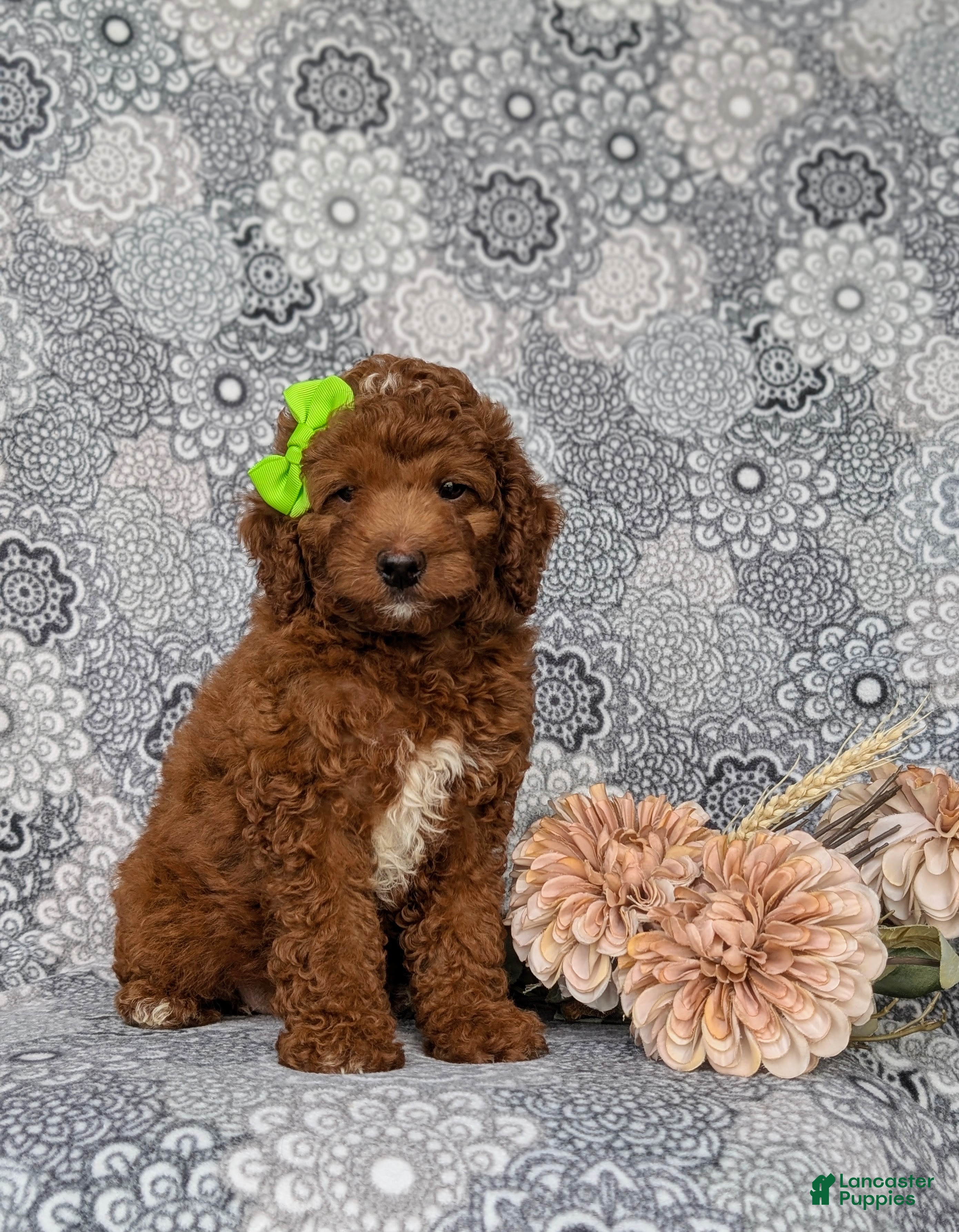 Mini Goldendoodle dogs Tessa 9 lbs Full Grown - Ad 2