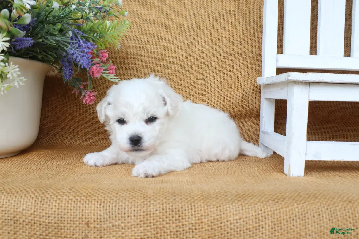 Bichon Frise dogs Aiden - Ad 2