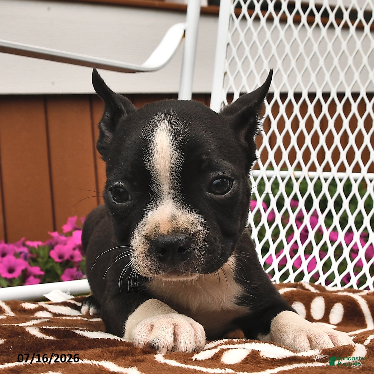 Boston Terrier dogs Daisy  - Ad 2