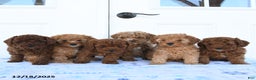 Miniature Poodle dogs for sale: Jay - Ad 5