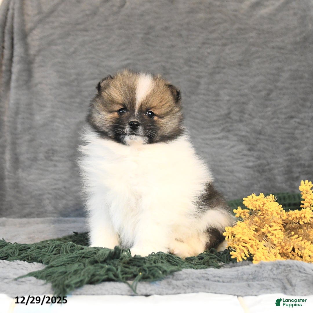 Pomeranian dogs for sale: Flora   - Ad 4