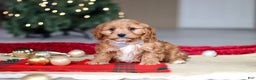 Cavapoo dogs for sale: Ollie - Ad 8