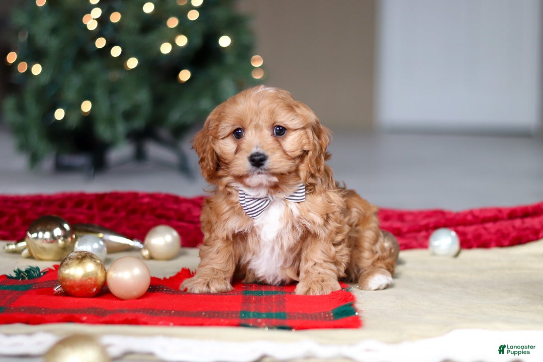 Cavapoo dogs for sale: Ollie - Ad 8